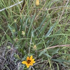 Gazania x splendens at Jerrabomberra, NSW - 29 Oct 2023 06:41 PM