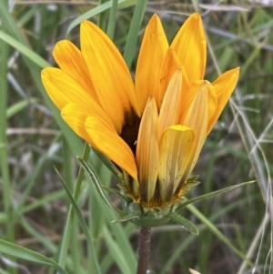 Gazania x splendens at Jerrabomberra, NSW - 29 Oct 2023 06:41 PM