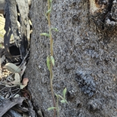 Calochilus saprophyticus (Leafless Beard Orchid) at Bullen Range - 31 Oct 2023 by BethanyDunne