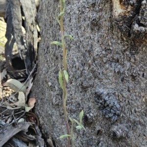 Calochilus saprophyticus at Bullen Range - suppressed