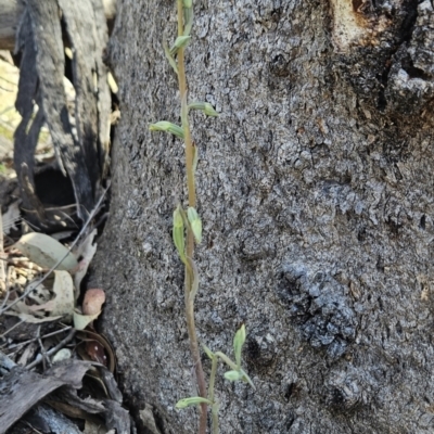 Calochilus saprophyticus (Leafless Beard Orchid) at Bullen Range - 1 Nov 2023 by BethanyDunne