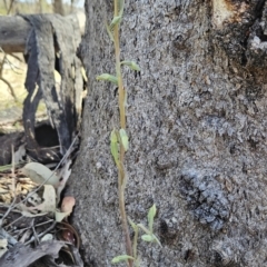 Calochilus saprophyticus at Bullen Range - 1 Nov 2023