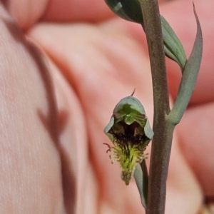 Calochilus saprophyticus at Bullen Range - suppressed