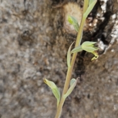 Calochilus saprophyticus at Bullen Range - suppressed