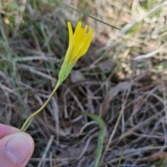 Microseris walteri (Yam Daisy, Murnong) at Tuggeranong, ACT - 29 Oct 2023 by BethanyDunne