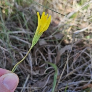 Microseris walteri at Tuggeranong, ACT - 29 Oct 2023