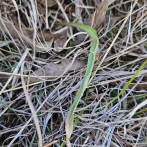 Microseris walteri at Tuggeranong, ACT - 29 Oct 2023