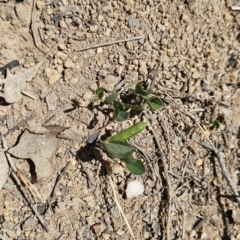 Glycine tabacina at Tuggeranong, ACT - 29 Oct 2023