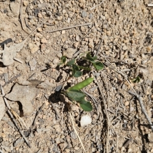 Glycine tabacina at Tuggeranong, ACT - 29 Oct 2023