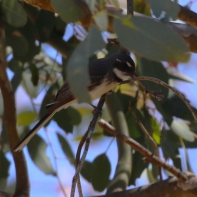 Rhipidura albiscapa (Grey Fantail) at Symonston, ACT - 29 Oct 2023 by RodDeb