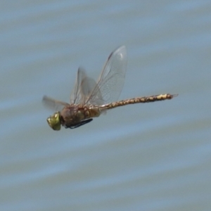 Anax papuensis at Symonston, ACT - 29 Oct 2023