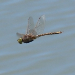 Anax papuensis at Symonston, ACT - 29 Oct 2023