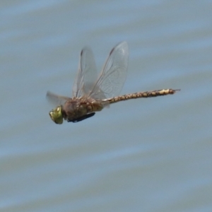 Anax papuensis at Symonston, ACT - 29 Oct 2023