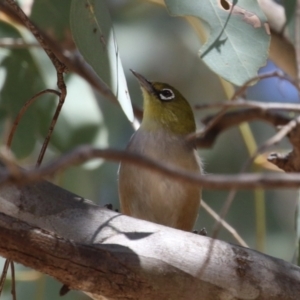 Zosterops lateralis at Symonston, ACT - 29 Oct 2023 11:59 AM