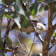 Zosterops lateralis at Symonston, ACT - 29 Oct 2023 11:59 AM