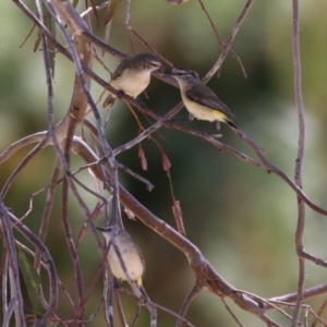 Acanthiza chrysorrhoa at Symonston, ACT - 29 Oct 2023