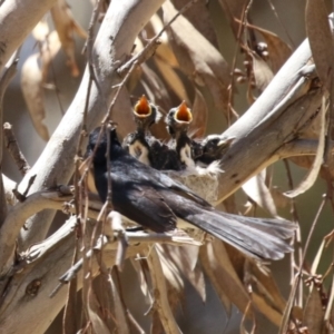 Rhipidura leucophrys at Symonston, ACT - 29 Oct 2023