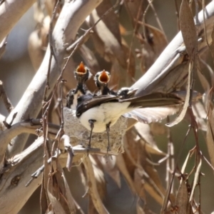 Rhipidura leucophrys at Symonston, ACT - 29 Oct 2023 12:53 PM