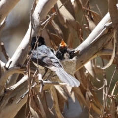 Rhipidura leucophrys at Symonston, ACT - 29 Oct 2023 12:53 PM