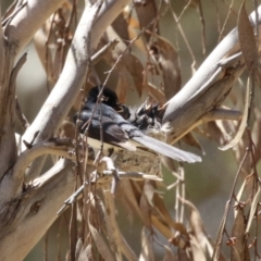 Rhipidura leucophrys at Symonston, ACT - 29 Oct 2023 12:53 PM