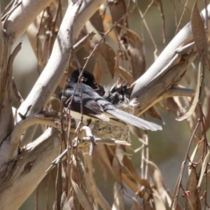 Rhipidura leucophrys at Symonston, ACT - 29 Oct 2023