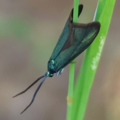 Pollanisus viridipulverulenta at Chiltern, VIC - 28 Oct 2023 by KylieWaldon