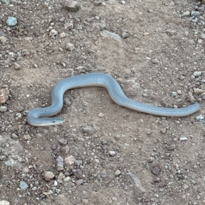 Lialis burtonis (Burton's Snake-lizard) at Mount Ainslie - 29 Oct 2023 by Flyckle