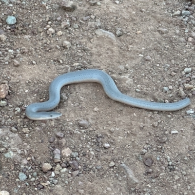 Lialis burtonis (Burton's Snake-lizard) at Majura, ACT - 29 Oct 2023 by Flyckle