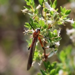 Harpobittacus (genus) (Hangingfly) at Chiltern, VIC - 29 Oct 2023 by KylieWaldon