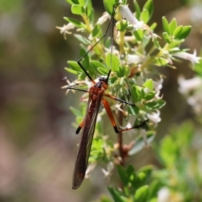 Unidentified Scorpionfly and Hangingfly (Mecoptera) at Chiltern, VIC - 28 Oct 2023 by KylieWaldon