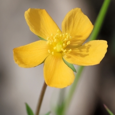 Hypericum gramineum (Small St Johns Wort) at Chiltern, VIC - 28 Oct 2023 by KylieWaldon