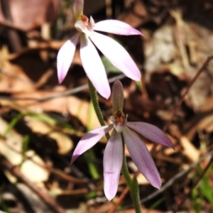 Caladenia carnea at Paddys River, ACT - 29 Oct 2023