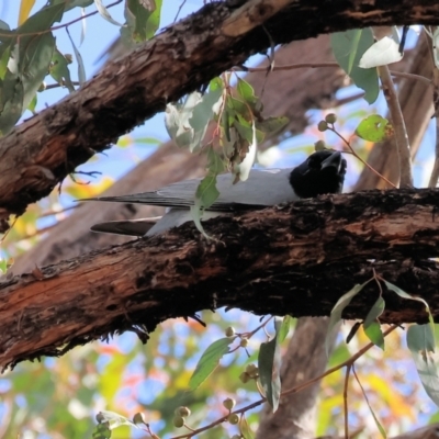 Coracina novaehollandiae (Black-faced Cuckooshrike) at Chiltern, VIC - 28 Oct 2023 by KylieWaldon