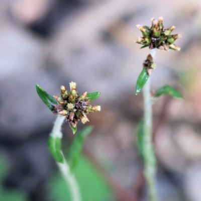 Euchiton japonicus (Creeping Cudweed) at Chiltern, VIC - 28 Oct 2023 by KylieWaldon