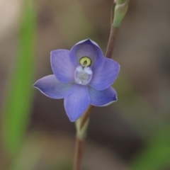 Thelymitra sp. (pauciflora complex) (Sun Orchid) at Chiltern, VIC - 29 Oct 2023 by KylieWaldon