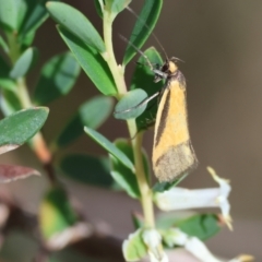 Philobota undescribed species near arabella (A concealer moth) at Chiltern-Mt Pilot National Park - 29 Oct 2023 by KylieWaldon