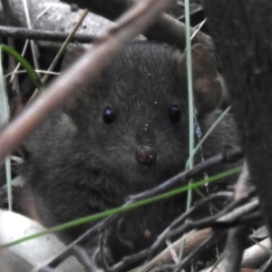 Antechinus mimetes mimetes at Paddys River, ACT - 29 Oct 2023 03:22 PM