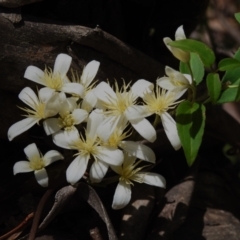 Clematis aristata (Mountain Clematis) at Paddys River, ACT - 29 Oct 2023 by JohnBundock