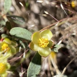 Hibbertia obtusifolia at Belconnen, ACT - 28 Oct 2023