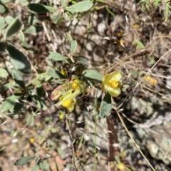 Hibbertia obtusifolia at Belconnen, ACT - 28 Oct 2023