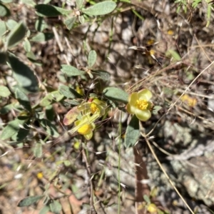 Hibbertia obtusifolia at Belconnen, ACT - 28 Oct 2023 12:38 PM