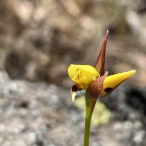 Diuris sulphurea at Belconnen, ACT - 28 Oct 2023