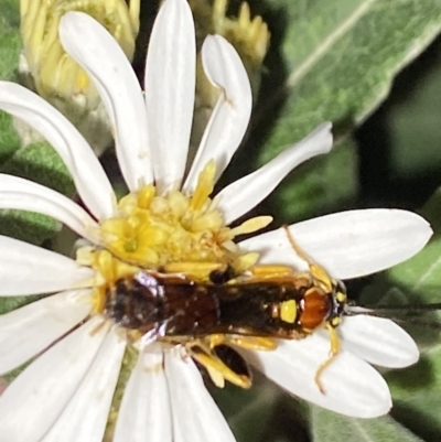 Labium sp. (genus) (An Ichneumon wasp) at Aranda, ACT - 28 Oct 2023 by Jubeyjubes