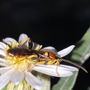 Labium sp. (genus) at Aranda, ACT - suppressed