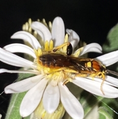 Labium sp. (genus) at Aranda, ACT - suppressed