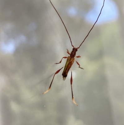 Mecynopus cothurnatus (A longhorn beetle) at Aranda, ACT - 29 Oct 2023 by Jubeyjubes