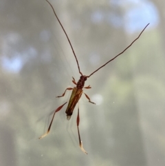 Mecynopus cothurnatus at Aranda, ACT - 29 Oct 2023