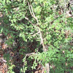 Crataegus monogyna (Hawthorn) at Majura, ACT - 29 Oct 2023 by abread111