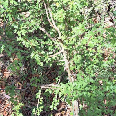 Crataegus monogyna (Hawthorn) at Majura, ACT - 29 Oct 2023 by abread111