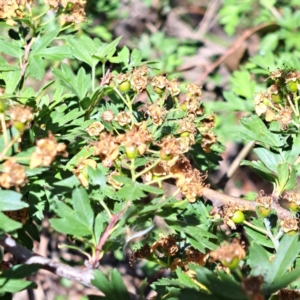 Crataegus monogyna at Majura, ACT - 29 Oct 2023